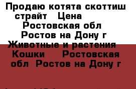 Продаю котята скоттиш-страйт › Цена ­ 2 500 - Ростовская обл., Ростов-на-Дону г. Животные и растения » Кошки   . Ростовская обл.,Ростов-на-Дону г.